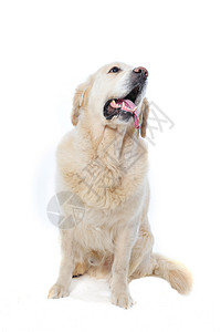 金毛猎犬白色猎犬宠物动物工作室猎狗犬类背景图片