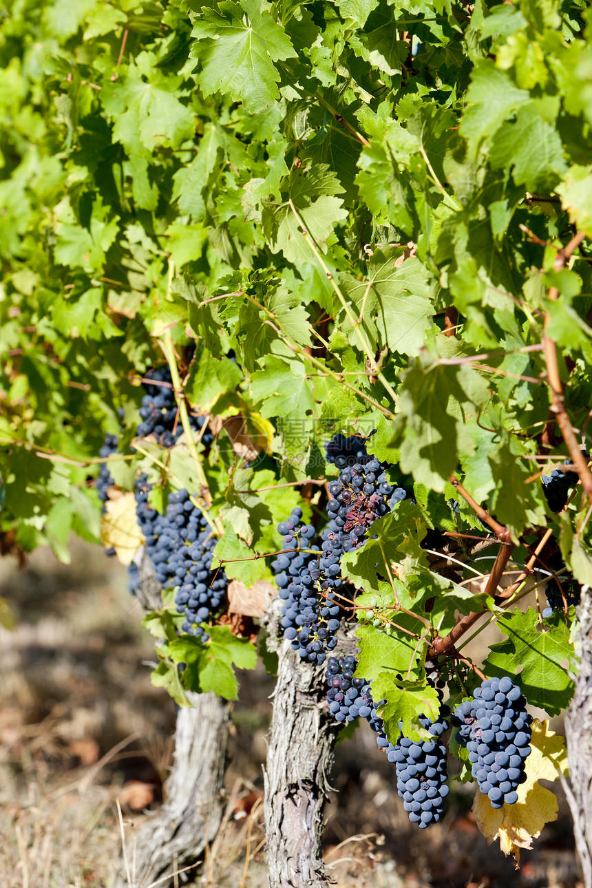 法国阿quitaine的波尔多地区蓝葡萄葡萄外观葡萄园水果叶子藤蔓收成酒业植物农业图片