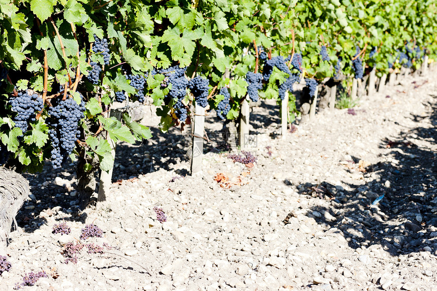 法国阿quitaine的波尔多地区葡萄园和蓝葡萄植物叶子葡萄农业植物群栽培外观藤蔓水果收成图片