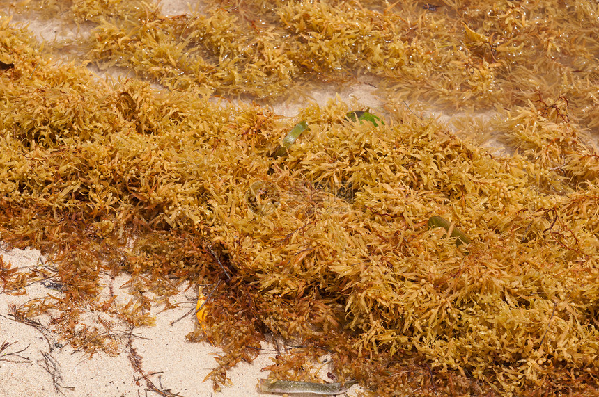 海藻植物活力藻类生物学黄色潮汐植物群杂草海洋海岸图片