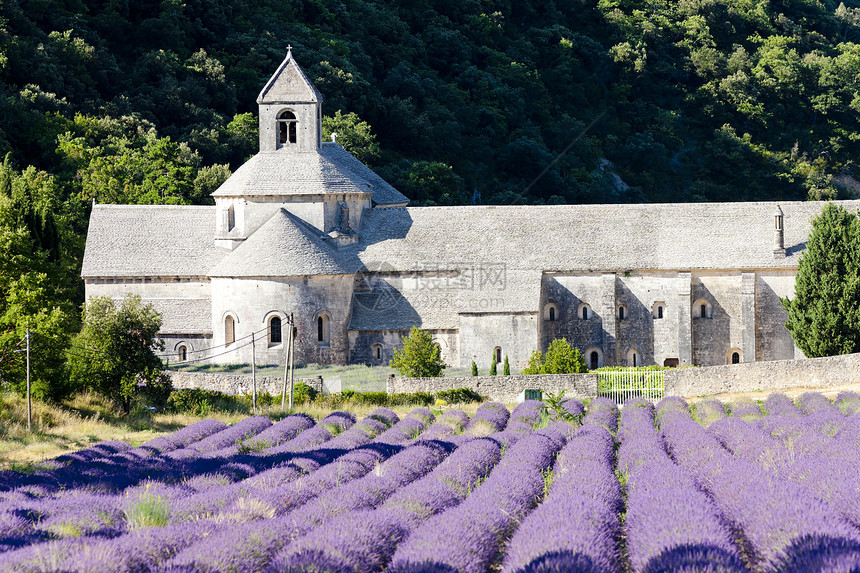 法国普罗旺斯 用熏衣草地建造的塞南克修道院世界历史性建筑学景点薰衣草植被历史植物建筑紫色图片