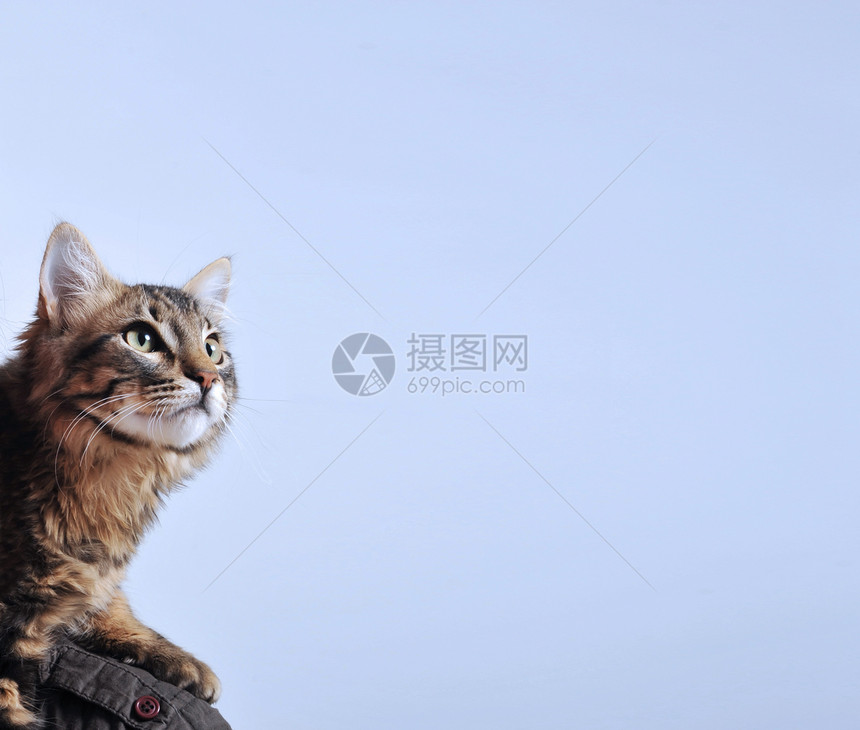 挪威林猫浣熊动物眼睛警觉小猫猫科动物宠物图片