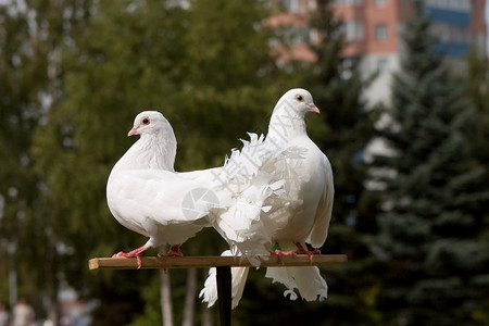 两只白鸽子羽毛飞行翅膀寓言动物鸽子场景背景图片