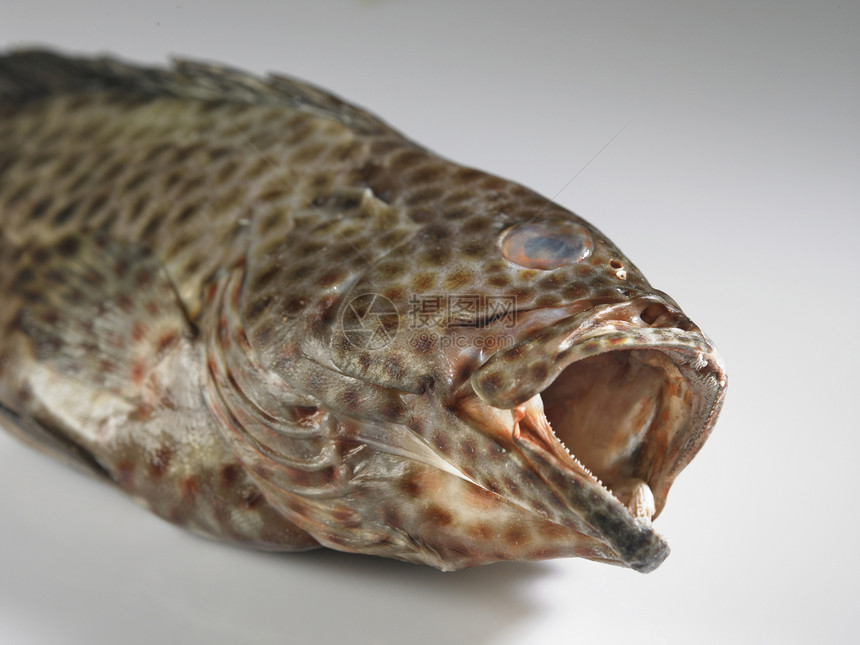 鱼食品平原食物摄影影棚动物鳟鱼淡水兽头死动物图片