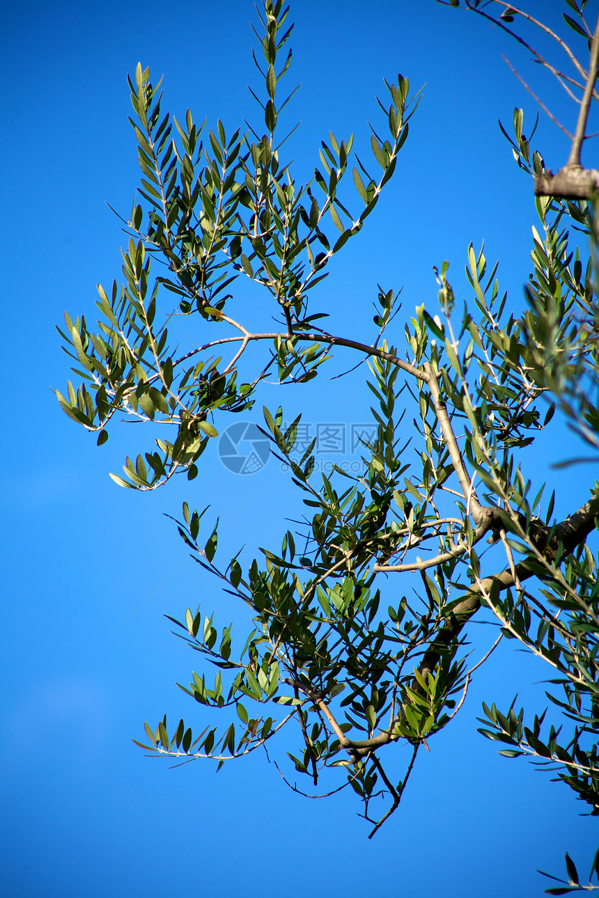 意大利橄榄树图片