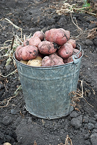 收集土豆收获收成休息农场农业生态收获土豆蔬菜地球季节背景图片