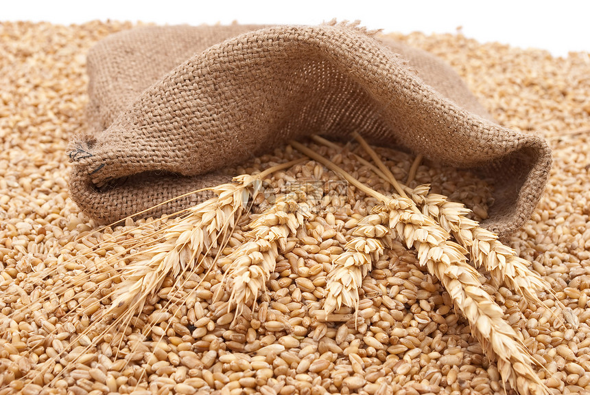 零散的袋里有谷物麦子解雇玉米食物耳朵季节粮食种子小麦收成图片