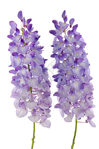 紫藤花花维斯特西雅花花异国花瓣紫色白色藤蔓花园生长植物群蓝色植物背景