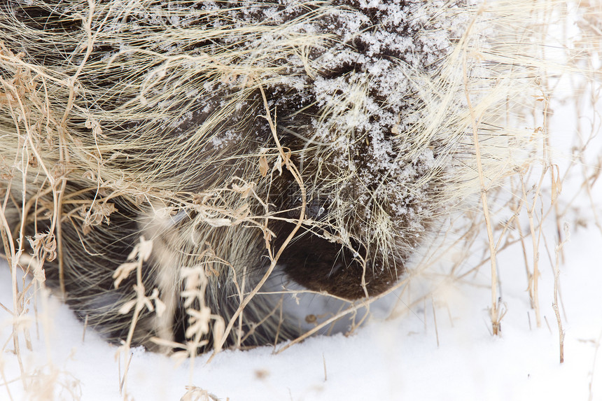 冬季的豪猪荒野猫头鹰羽毛眼睛鹅毛笔哺乳动物野生动物动物脊柱白色图片