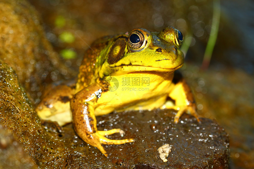 绿青蛙动物群生态湿地荒野两栖动物林蛙疱疹生物学环境图片