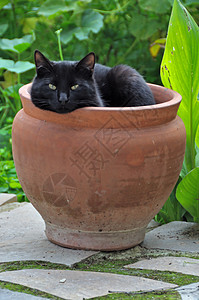 花朵黑猫花盆高清图片素材