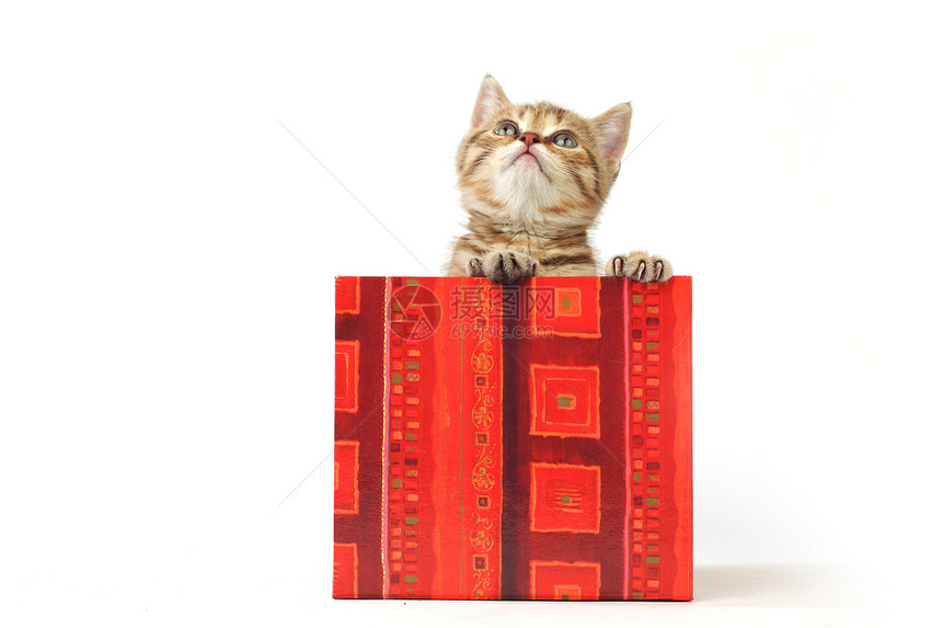 礼品盒中的猫生日猫咪孩子惊喜婴儿金子爪子猫科毛皮盒子图片
