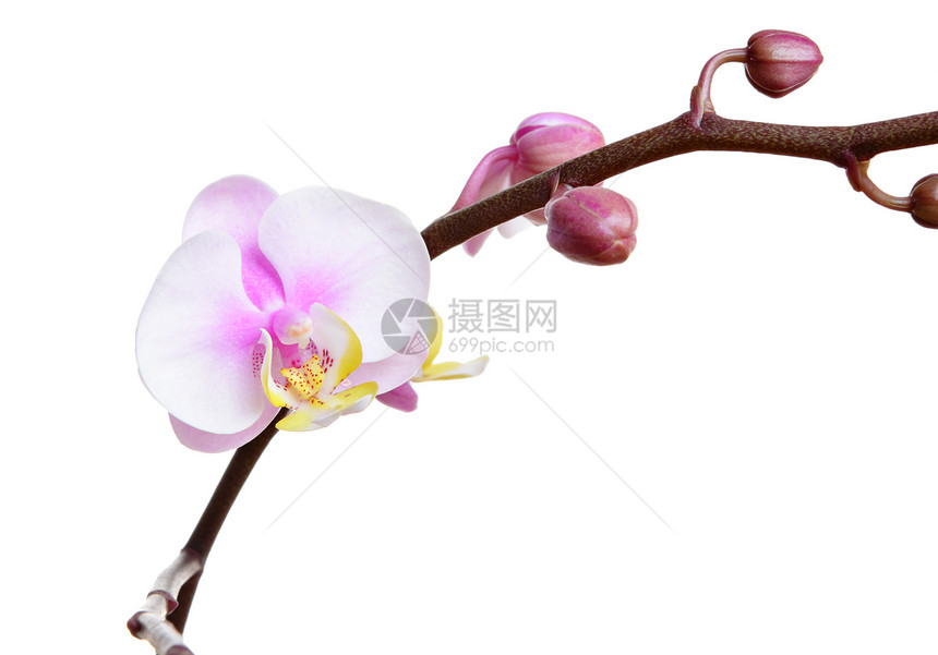 白上孤立的兰花热带叶子粉色植物卡片白色温泉花束花瓣展示图片