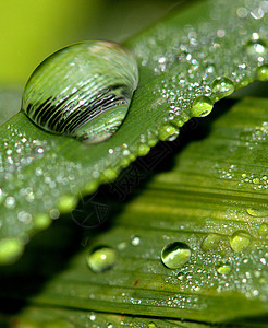 绿叶绿叶水滴背景图片