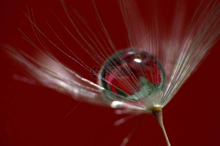 滴水管折射器的微小 dandelion图片