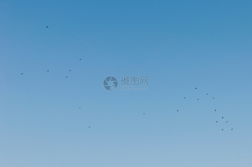 飞鸟荒野移民翅膀人群野生动物动物团体羽毛航班蓝色图片