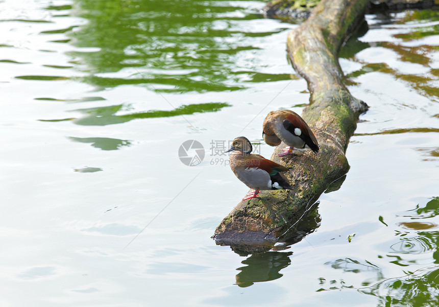 池中的鸭子红色野生动物俘虏游泳池塘绿色异国棕色木头羽毛图片