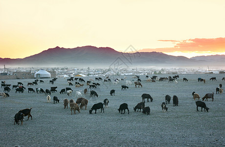 牧羊群气候村庄艺术动物蒙古包草原旅行帐篷房子家畜游牧高清图片素材