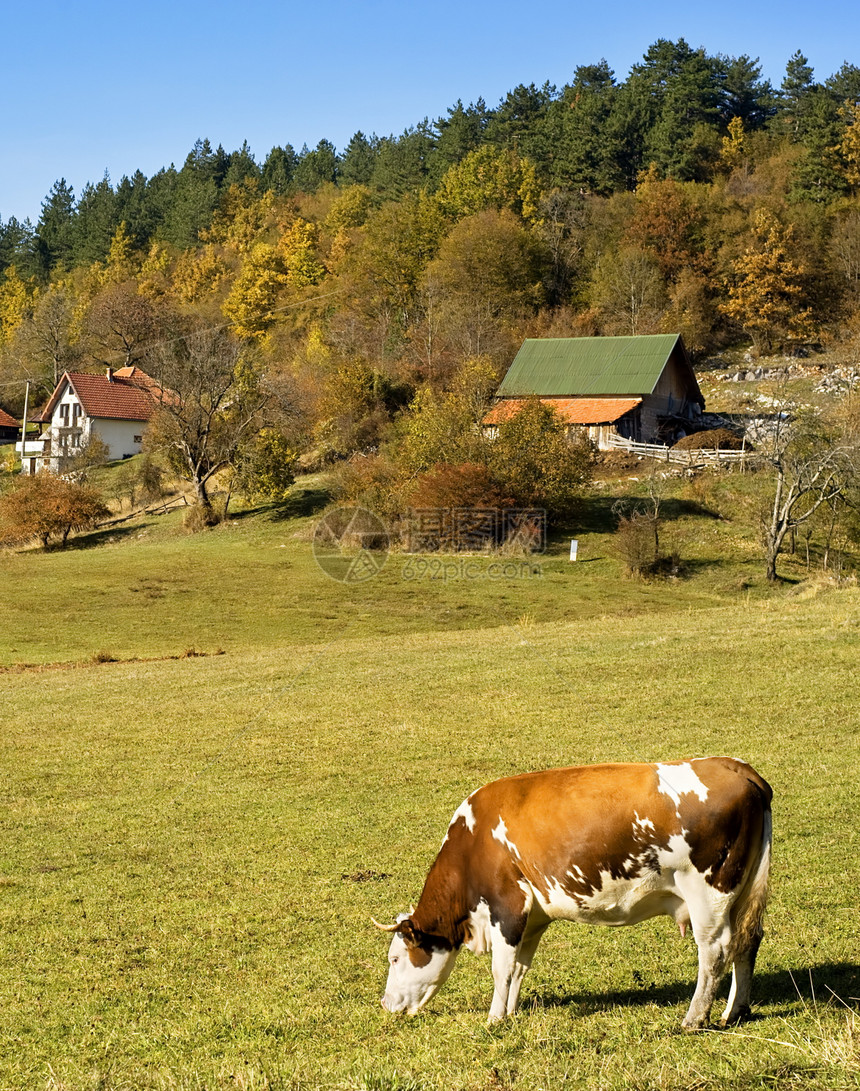 牛对田野奶牛草地场地旅行村庄牧场土地丘陵牛奶场景图片