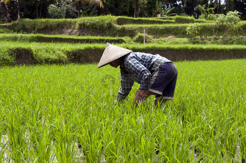 巴厘岛稻田上的妇女粮食热带乌布收成女性农民女士夹克风景场景图片