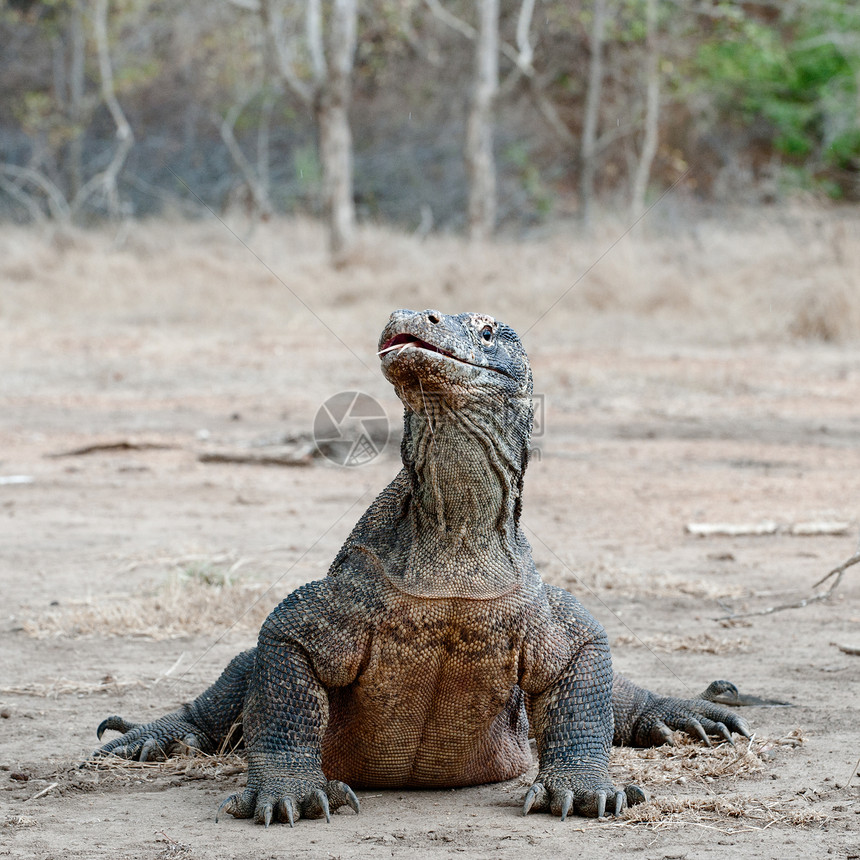 瓦兰努斯甘多森栖息地食肉尾巴动物群舌头猎人巨蜥热带动物恐龙图片