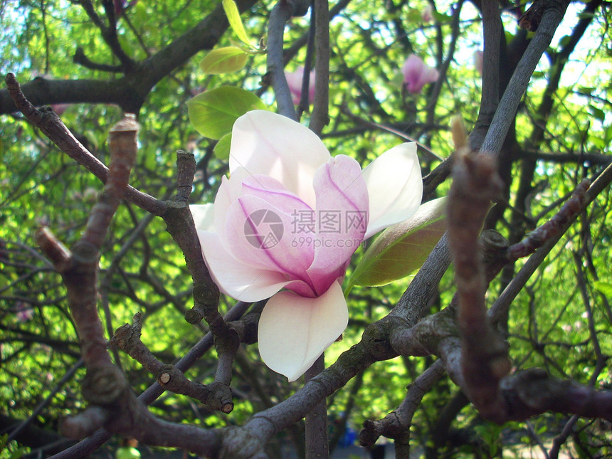 树枝上花朵活力宏观树木阳光天空公园花园摄影花瓣叶子图片