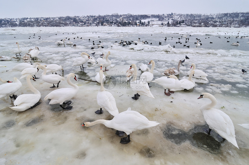 冰冻河流上的天鹅动物鸭子季节野生动物荒野乡村羽毛白色图片