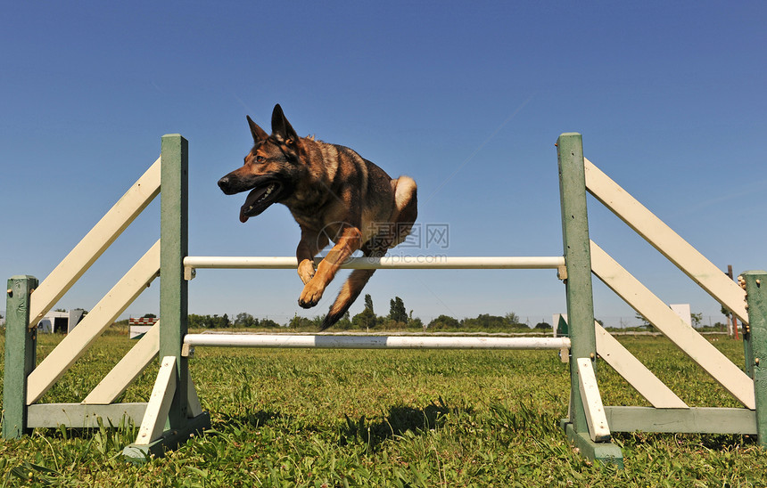 跳跃德国牧羊人哺乳动物宠物乐趣动物棕色牧羊犬忠诚警卫伙伴犬类图片