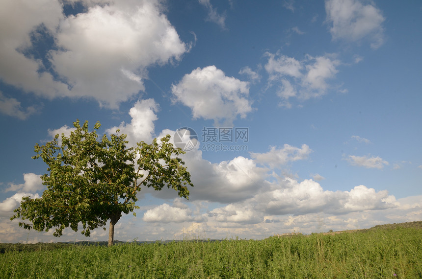 孤独的树国家天际草原场地环境天空农村农业丘陵农田图片