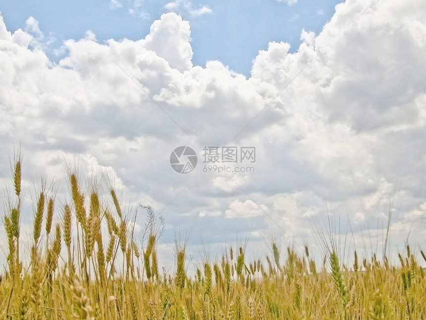 年天空稻草乡村阳光丰收太阳本赛季蓝色水平城市小麦图片