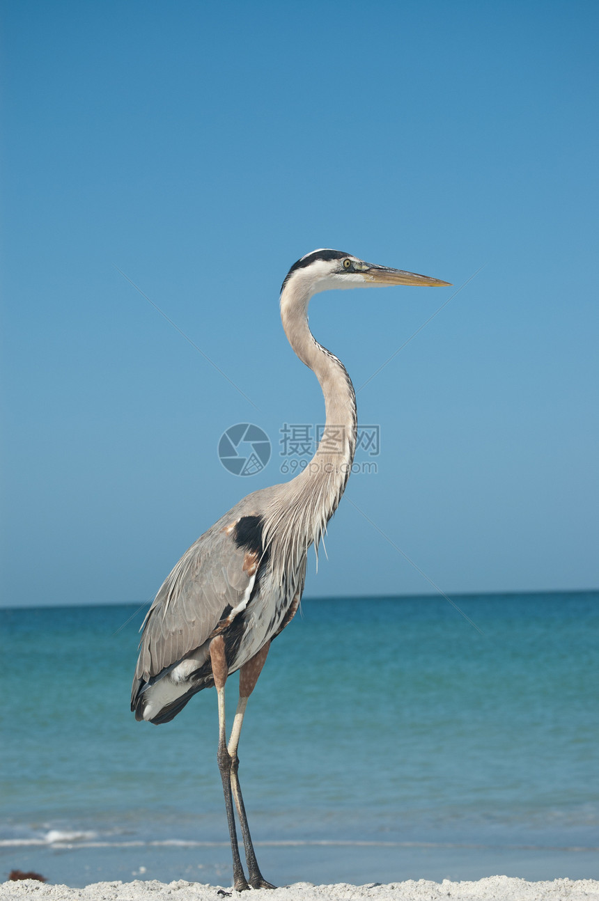 佛罗里达海滩上的蓝色大海隆海洋苍鹭海滩鸟类动物野生动物地平线水面支撑海岸图片