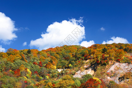 秋雨林对蓝天树干绿色蓝色叶子衬套天空橙子背景图片