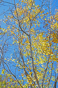 秋雨林对蓝天树干绿色天空衬套叶子蓝色橙子背景图片