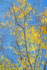 秋雨林对蓝天衬套蓝色绿色树干叶子天空橙子背景图片