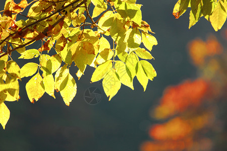 秋雨林对蓝天天空橙子衬套叶子绿色树干蓝色背景图片