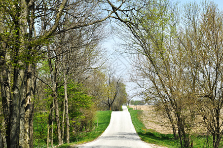 国内道路乡村树木树叶小路背景图片