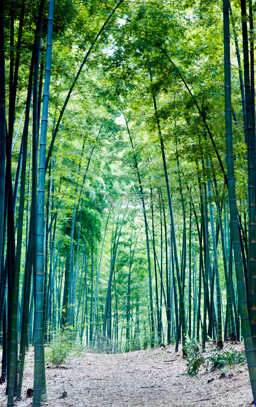 中国四川四川竹波海竹布森林景观中国四川绿色竹子旅游生态图片