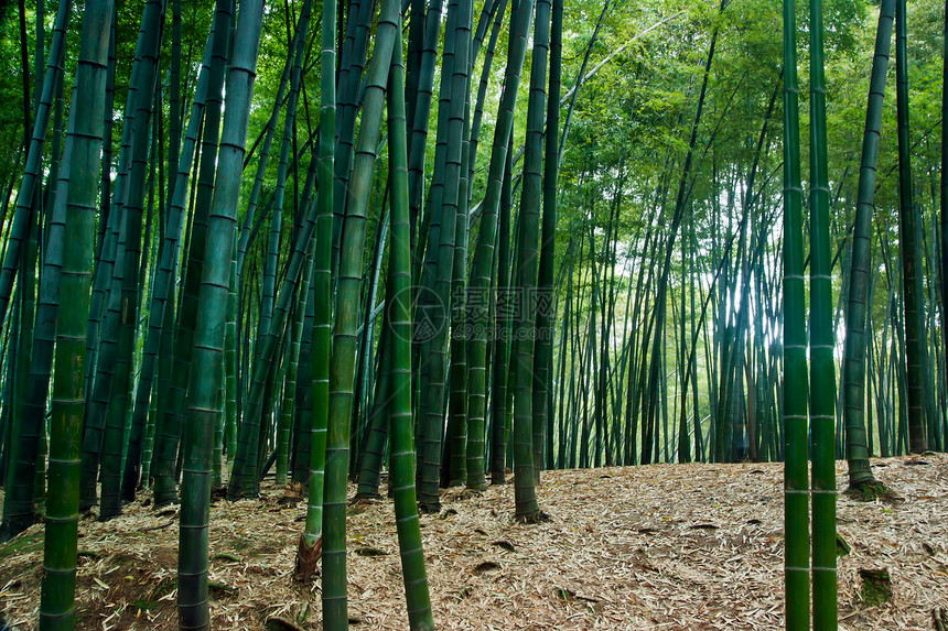 中国四川四川竹波海竹布森林景观中国四川生态旅游竹子绿色图片