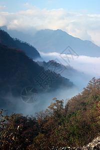 中国四川光雾山山风景垂直松树树木山脉森林旅游横幅背景图片