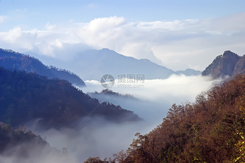 中国四川光雾山山风景山脉树木森林旅游松树垂直横幅图片