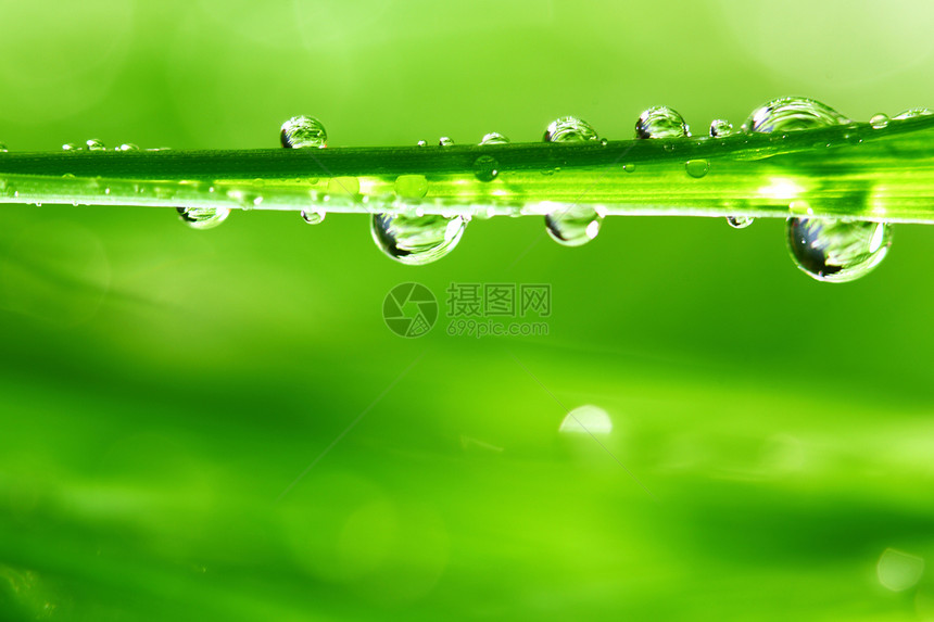 大水滴草地生长树叶雨滴气候阳光植物花园叶子背景图片