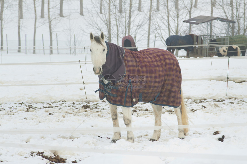 雪中马匹速度跑步马术动物自由木头太阳哺乳动物天空荒野图片