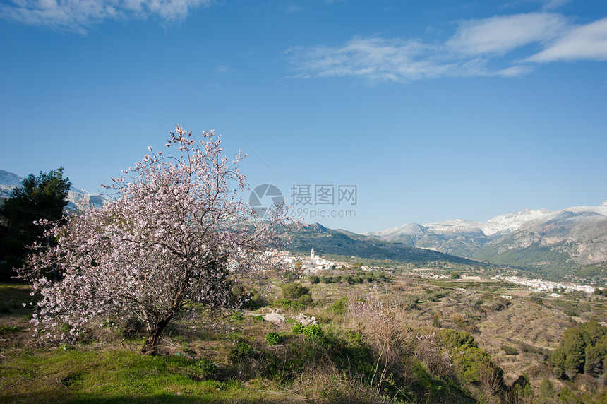 瓜达列斯河谷阳光降雪山脉晴天分支机构水平粉色图片