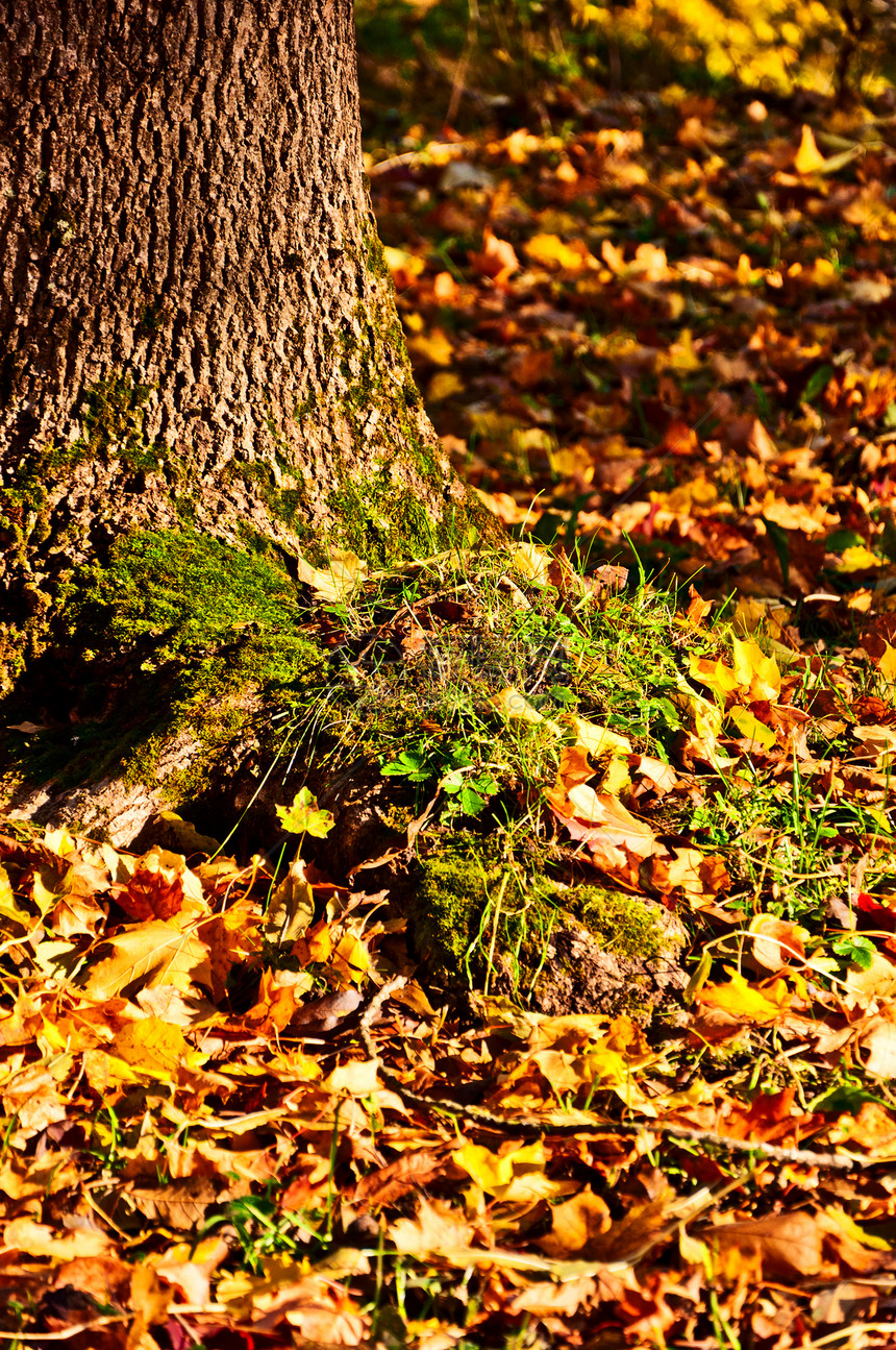 秋天在森林中的树林中图片