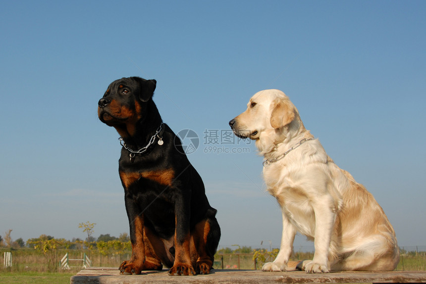 2只婴儿狗朋友动物宠物猎犬糖蜜伴侣警卫家庭朋友们图片