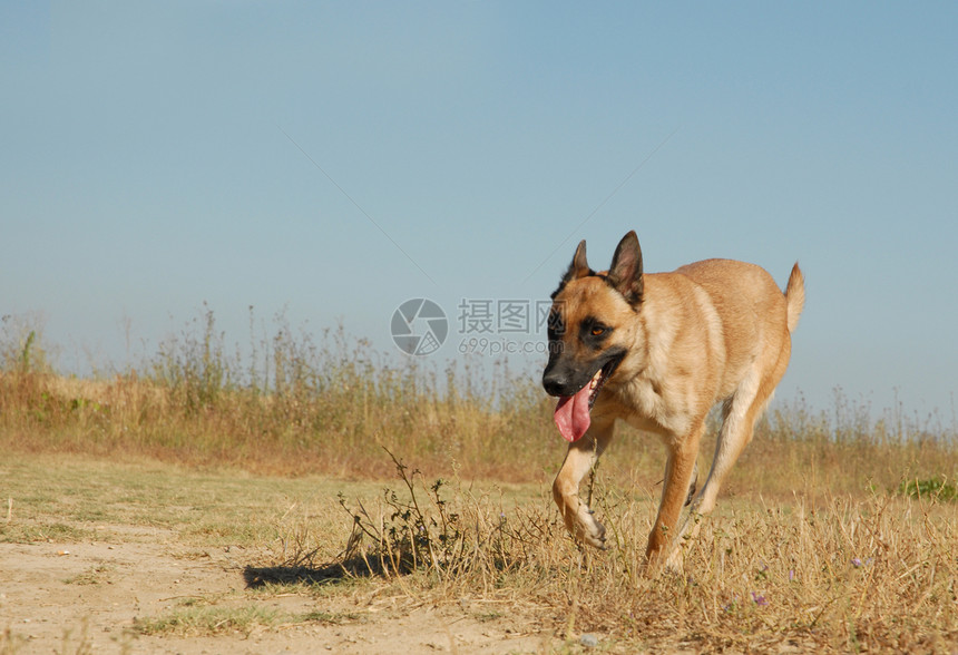 正在经营的牧羊犬棕色动物伴侣宠物舌头牙齿警卫朋友图片