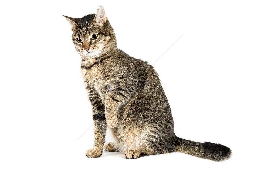 玩猫猫游戏晶须宠物小猫家庭兽医动物短发毛皮哺乳动物尾巴图片