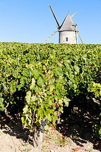 布莱尼昂葡萄种植旅行高清图片