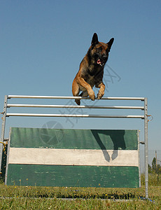 跳跃麦地诺犬类动物宠物戒指训练运动牧羊犬竞赛背景图片