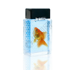 金鱼香水瓶游泳香水鱼高清图片